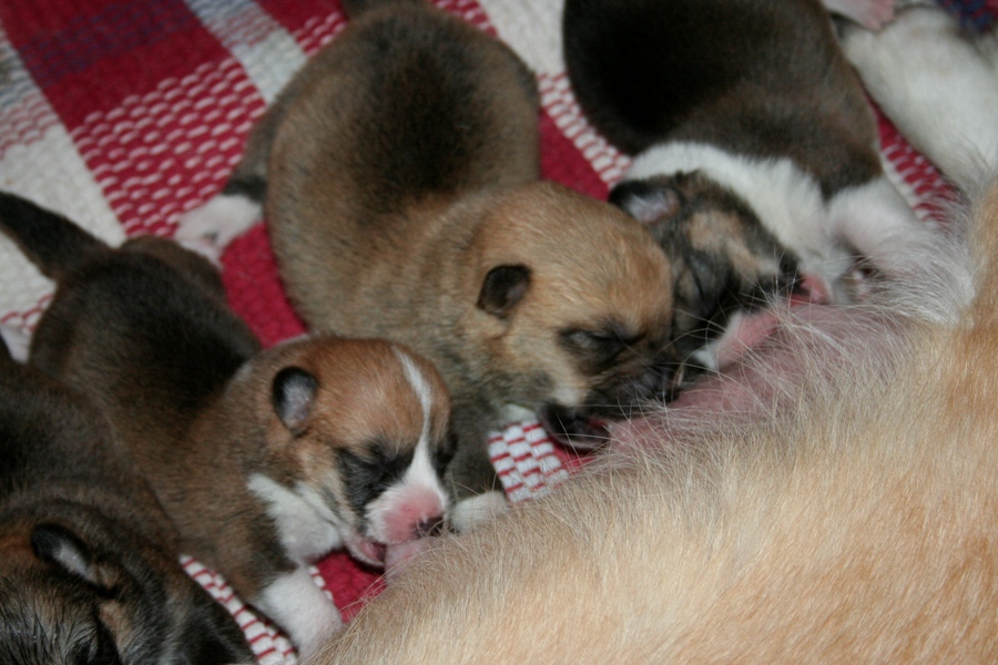 Puppies